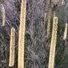 Thumbnail #4 of Xanthorrhoea resinifera by kennedyh