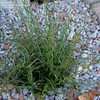 Thumbnail #2 of Juncus effusus by britannica