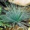 Thumbnail #3 of Festuca ovina var. glauca by ocimum_nate