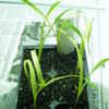 Thumbnail #3 of Pennisetum glaucum by ladygardener1