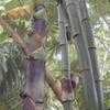 Thumbnail #2 of Bambusa vulgaris by tropicalbamboo