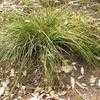 Thumbnail #1 of Xanthorrhoea macronema by palmbob