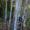 Thumbnail #3 of Dendrocalamus strictus by growin