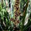 Thumbnail #2 of Lomandra confertifolia by RosinaBloom