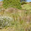 Thumbnail #3 of Stipa joannis by growin