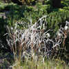 Thumbnail #4 of Stipa joannis by growin