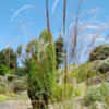 Thumbnail #1 of Stipa joannis by growin