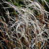 Thumbnail #5 of Stipa joannis by growin