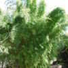Thumbnail #2 of Fargesia dracocephala by palmbob