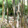 Thumbnail #5 of Bambusa tulda by growin