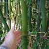 Thumbnail #4 of Bambusa tulda by palmbob