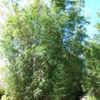 Thumbnail #3 of Bambusa tulda by palmbob