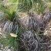 Thumbnail #1 of Xanthorrhoea nana by palmbob