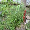 Thumbnail #5 of Fargesia robusta by purplesun