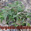 Thumbnail #2 of Fargesia robusta by ocimum_nate