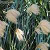 Thumbnail #2 of Miscanthus nepalensis by RosinaBloom
