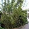Thumbnail #2 of Bambusa tuldoides by palmbob