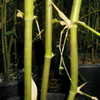 Thumbnail #3 of Bambusa tuldoides by Kell