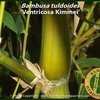 Thumbnail #5 of Bambusa tuldoides by BambooHQ