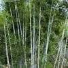 Thumbnail #4 of Bambusa chungii by ericfehr