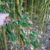 Thumbnail #4 of Phyllostachys makinoi by palmbob