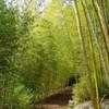 Thumbnail #2 of Phyllostachys makinoi by BambooHQ
