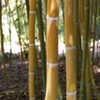 Thumbnail #5 of Phyllostachys makinoi by growin