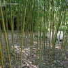 Thumbnail #3 of Phyllostachys makinoi by palmbob