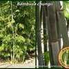 Thumbnail #5 of Bambusa chungii by BambooHQ
