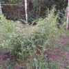 Thumbnail #4 of Phyllostachys bissetii by purplesun
