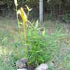 Thumbnail #3 of Phyllostachys bissetii by purplesun