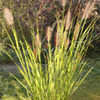 Thumbnail #1 of Pennisetum alopecuroides var. viridescens by philomel