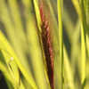 Thumbnail #2 of Pennisetum alopecuroides var. viridescens by philomel