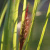 Thumbnail #4 of Pennisetum alopecuroides var. viridescens by philomel