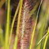 Thumbnail #3 of Pennisetum alopecuroides var. viridescens by philomel