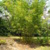 Thumbnail #3 of Bambusa malingensis by palmbob