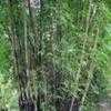 Thumbnail #1 of Bambusa malingensis by RoyRogers