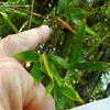 Thumbnail #4 of Bambusa malingensis by palmbob