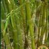 Thumbnail #5 of Bambusa malingensis by BambooHQ