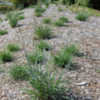 Thumbnail #1 of Elymus glaucus by growin