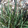 Thumbnail #2 of Elymus glaucus by growin
