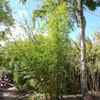 Thumbnail #5 of Bambusa textilis by palmbob