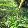 Thumbnail #3 of Indocalamus latifolius by purplesun