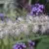 Thumbnail #2 of Pennisetum orientale by saya