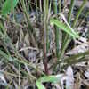 Thumbnail #2 of Phyllostachys atrovaginata by purplesun