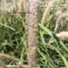 Thumbnail #5 of Pennisetum orientale by Kell