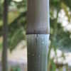 Thumbnail #3 of Phyllostachys atrovaginata by purplesun