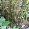 Thumbnail #4 of Phyllostachys atrovaginata by purplesun