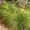 Thumbnail #1 of Carex cherokeensis by frostweed