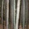 Thumbnail #1 of Phyllostachys nigra by palmbob